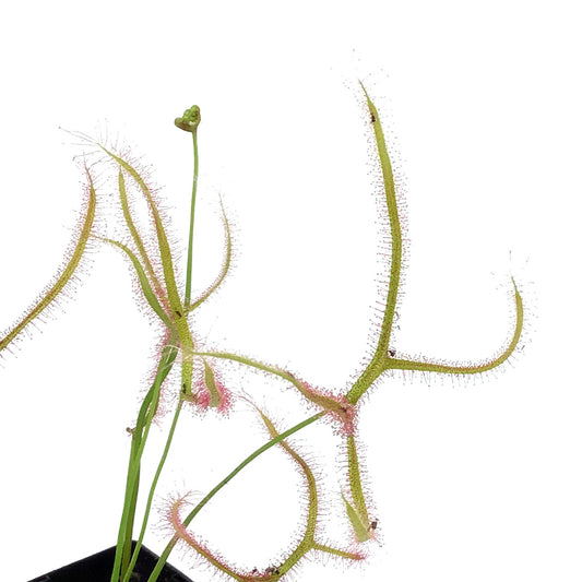 Sundew, 3.5in, Giant