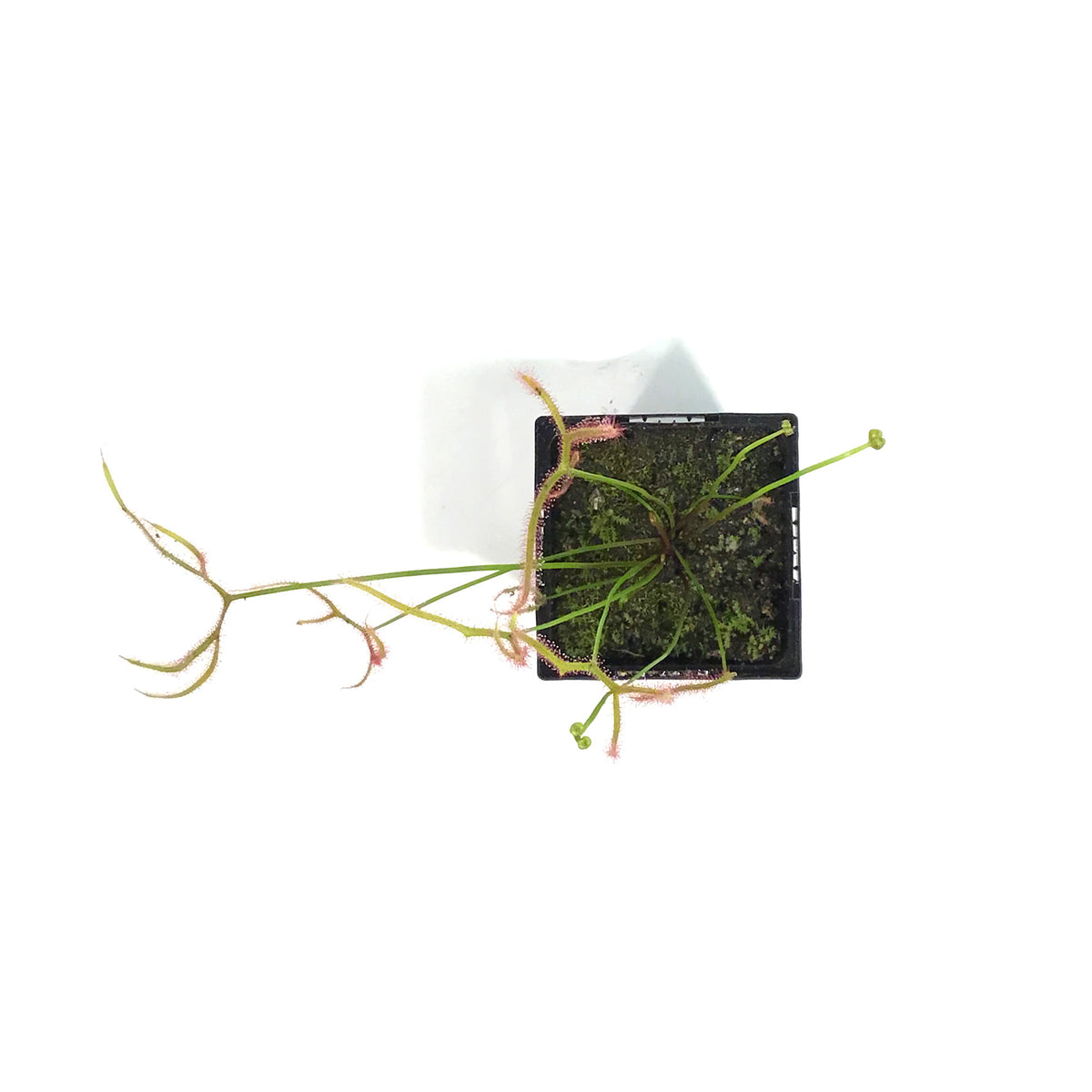 Sundew, 3.5in, Giant