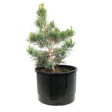 Load image into Gallery viewer, Pine, 5 gal, Limber
