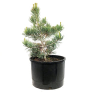 Pine, 5 gal, Limber