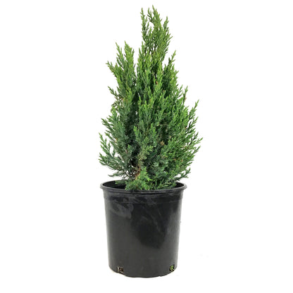 Juniper, 2 gal, Blue Point