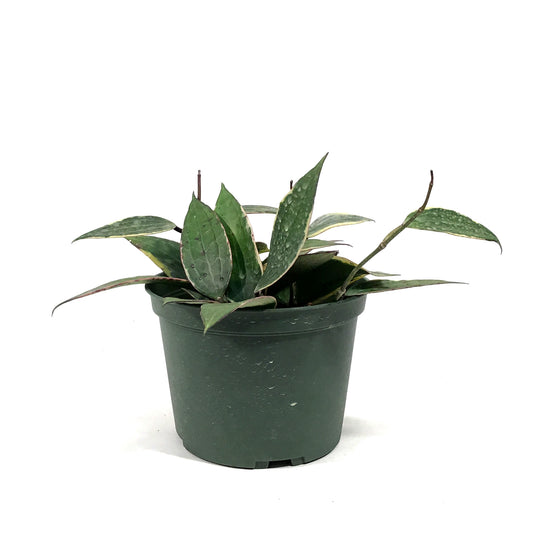 Hoya, 6in, Latifolia Outer Margin Variegated