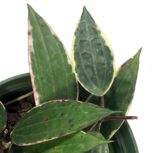 Hoya, 6in, Latifolia Outer Margin Variegated