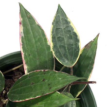 Load image into Gallery viewer, Hoya, 6in, Latifolia Outer Margin Variegated
