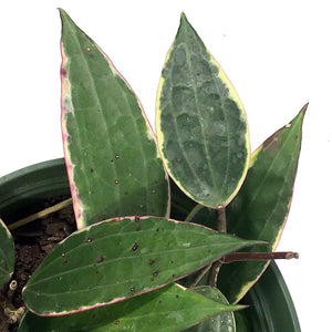 Hoya, 6in, Latifolia Outer Margin Variegated