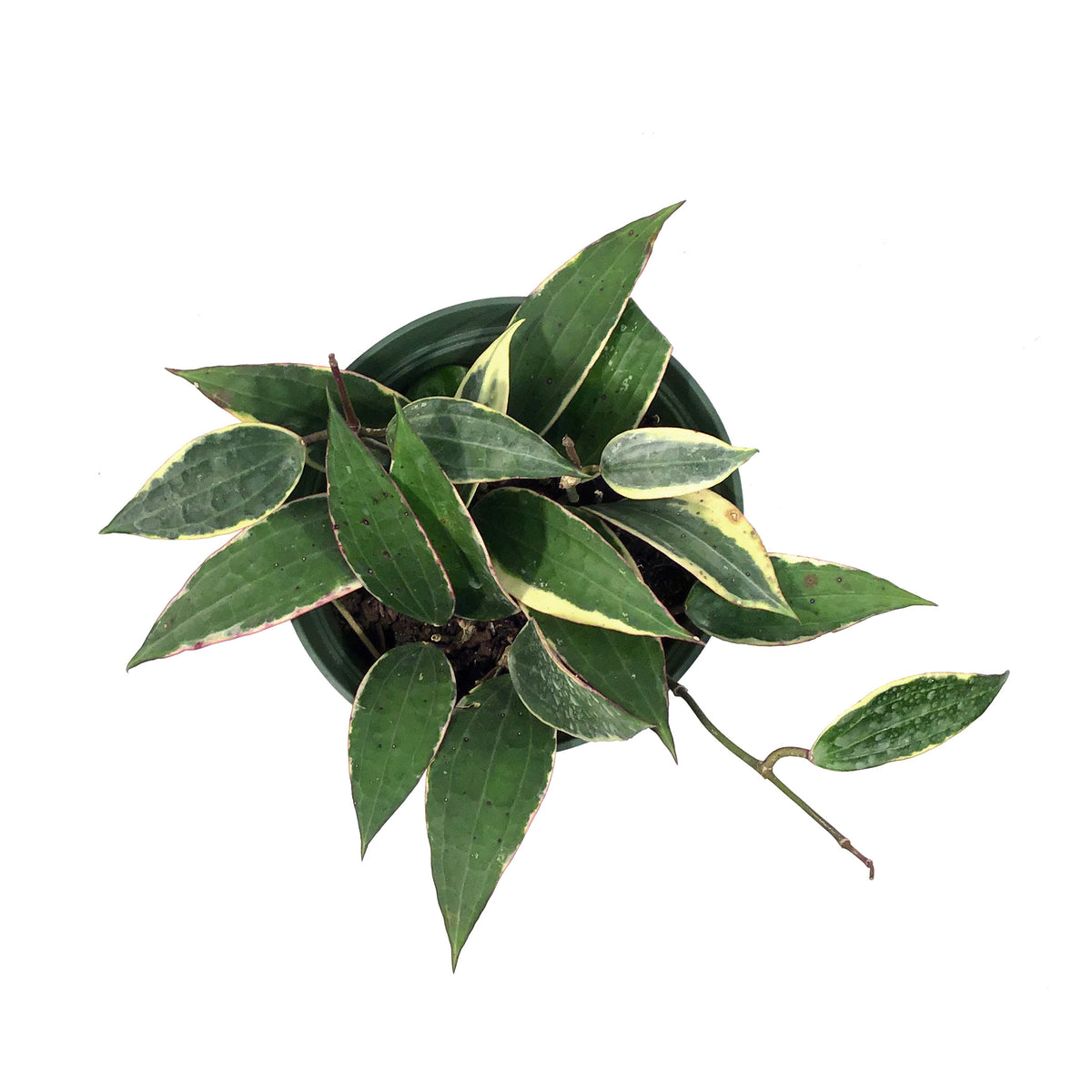 Hoya, 6in, Latifolia Outer Margin Variegated