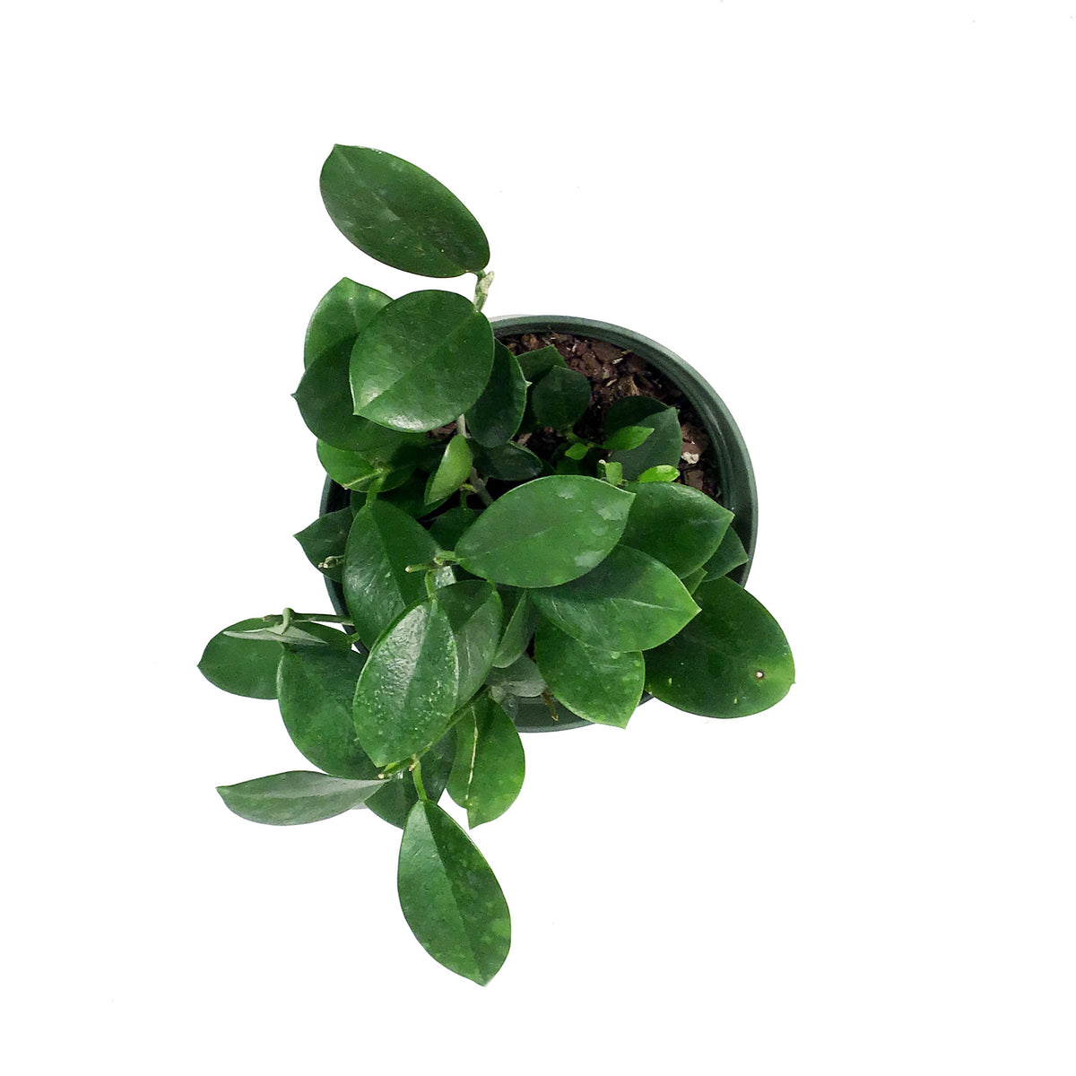 Hoya, 6in, Australis
