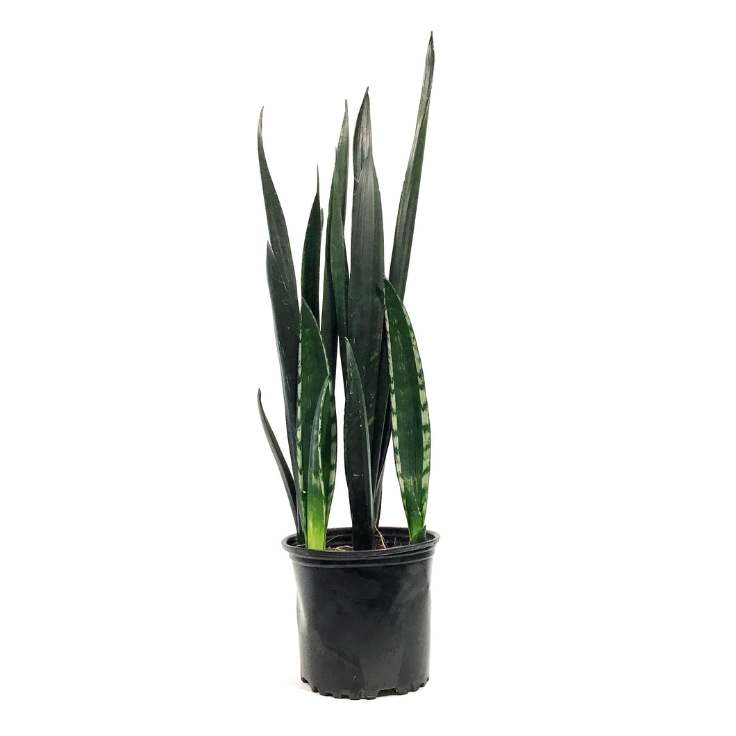 zulu sansevieria Sansevieria, 8in, Zulu – Floral Acres Greenhouse & Garden Centre
