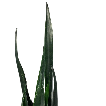 Sansevieria, 8in, Zulu