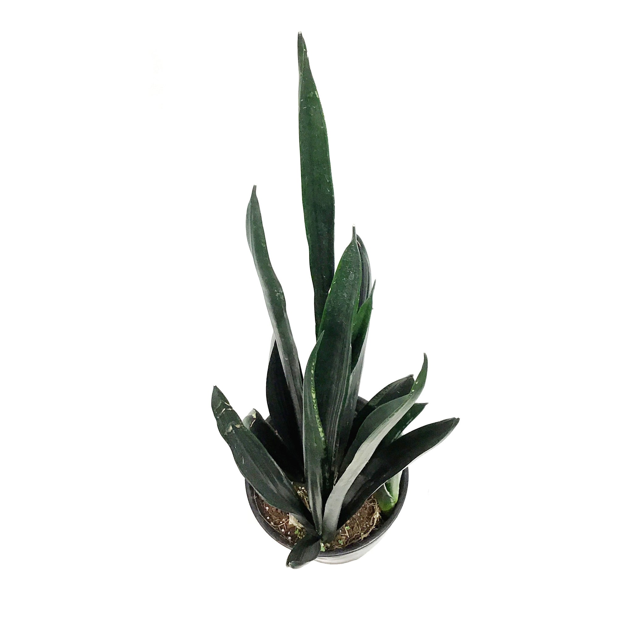 sansevieria zulu Sansevieria, 8in, Zulu – Floral Acres Greenhouse & Garden Centre