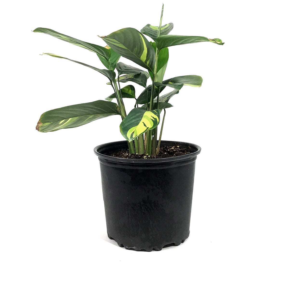 Ctenanthe, 8in, Lubbersiana