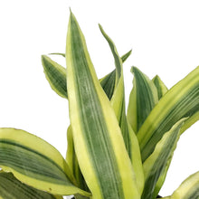 Load image into Gallery viewer, Sansevieria, 6in, Yellowstone
