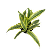 Load image into Gallery viewer, Sansevieria, 6in, Yellowstone
