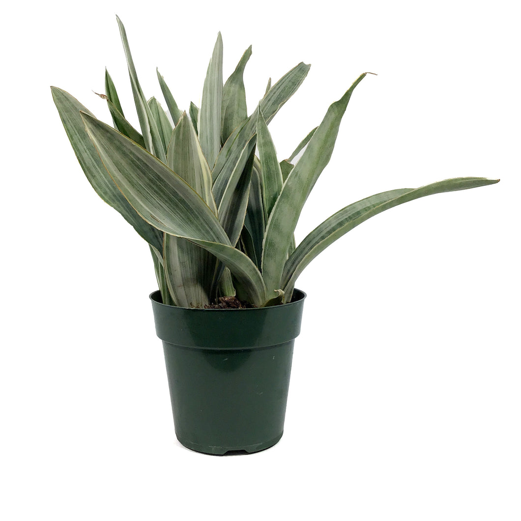 Sansevieria, 6in, Sayuri