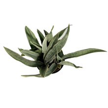 Load image into Gallery viewer, Sansevieria, 6in, Sayuri
