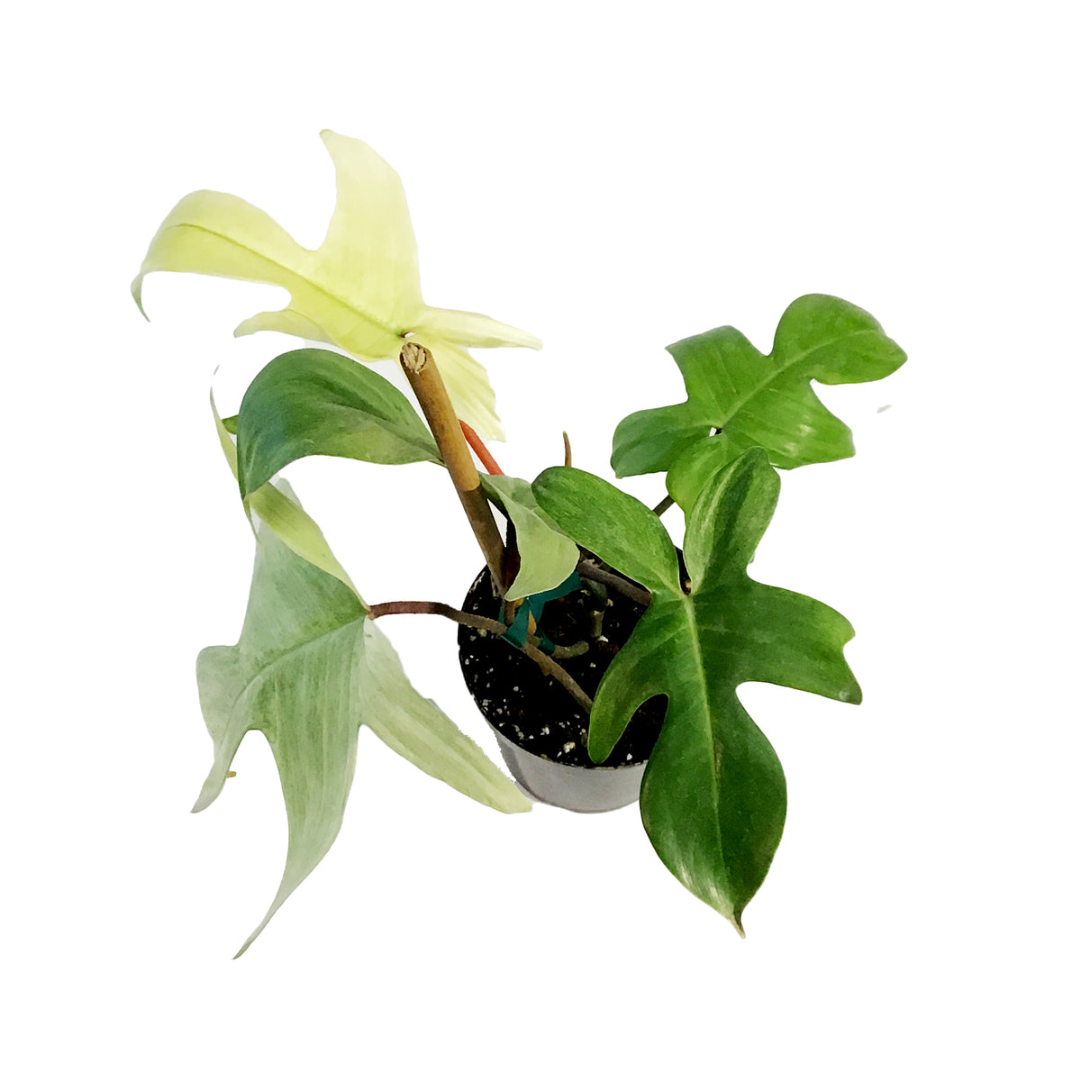 Philodendron, 4in, Florida Mint