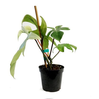 Philodendron, 4in, Florida Mint