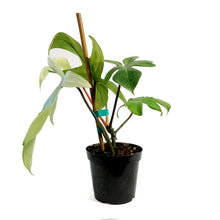 Load image into Gallery viewer, Philodendron, 4in, Florida Mint
