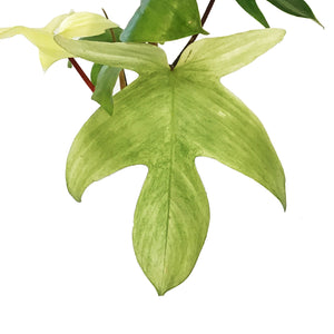 Philodendron, 4in, Florida Mint