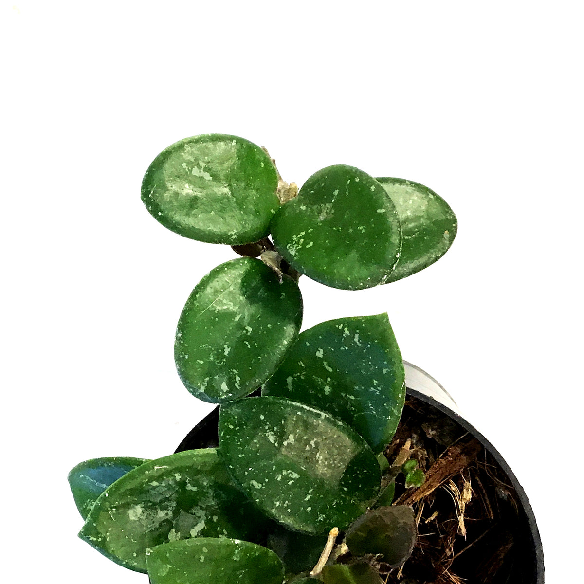 Hoya, 3in, Mathilde