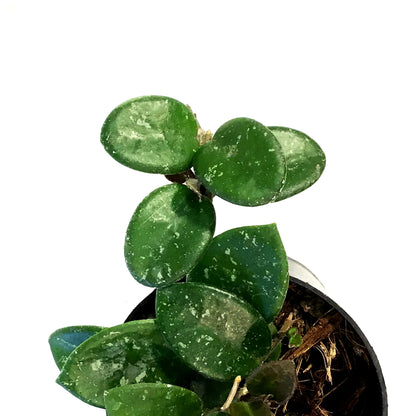 Hoya, 3in, Mathilde