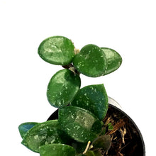 Load image into Gallery viewer, Hoya, 3in, Mathilde
