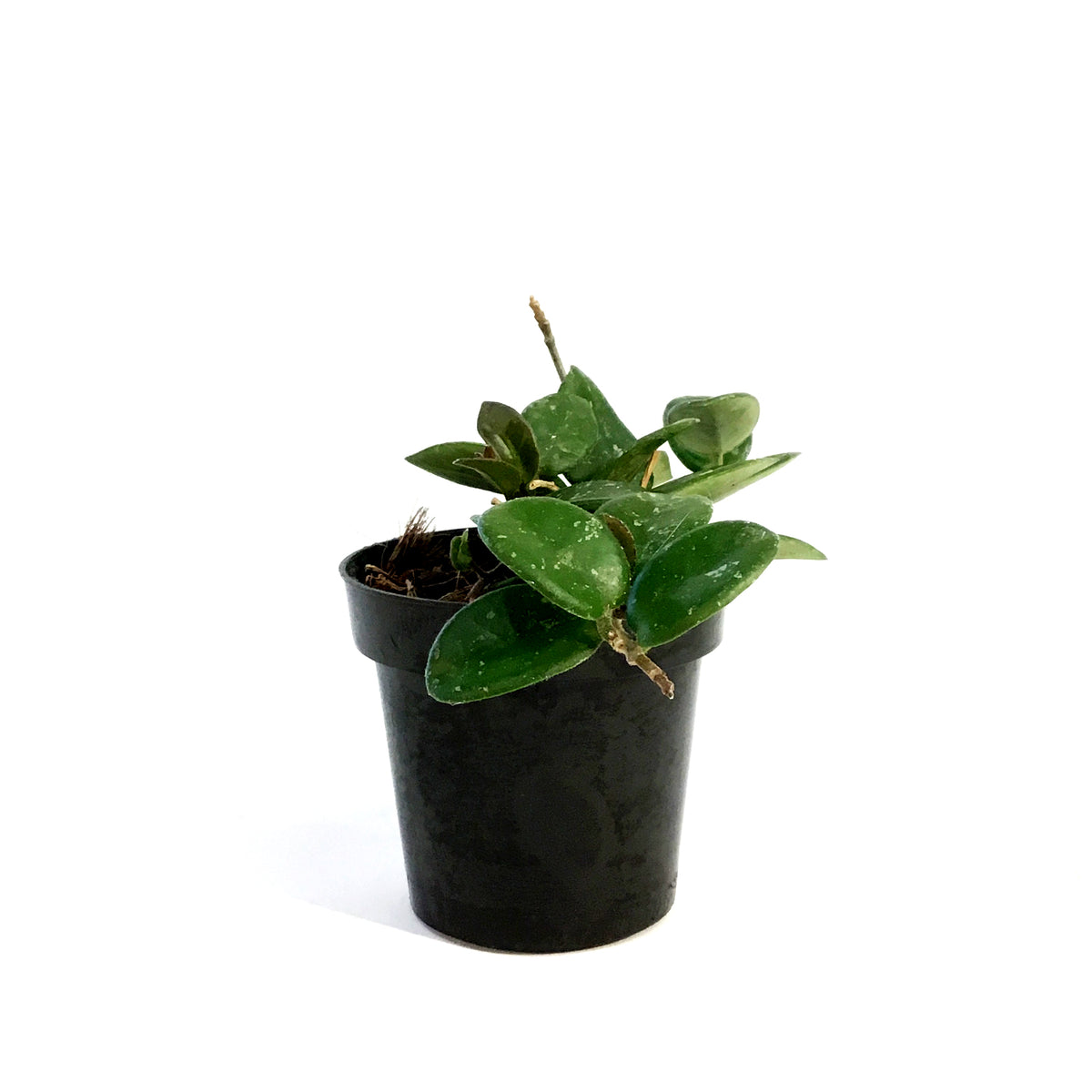 Hoya, 3in, Mathilde