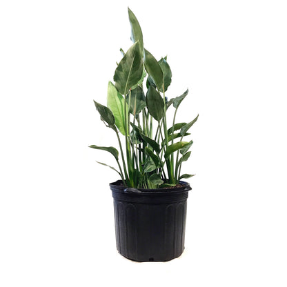Bird of Paradise, 14in, Yellow Mandela's Gold