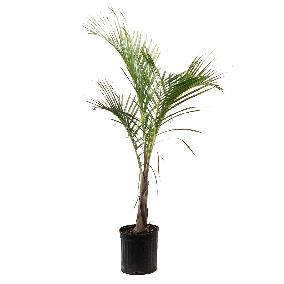 Palm, 12in, Spindle