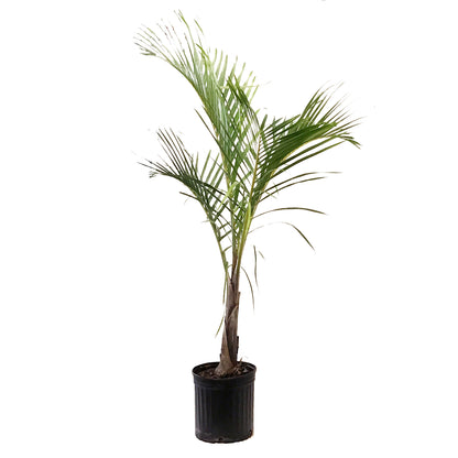 Palm, 12in, Spindle