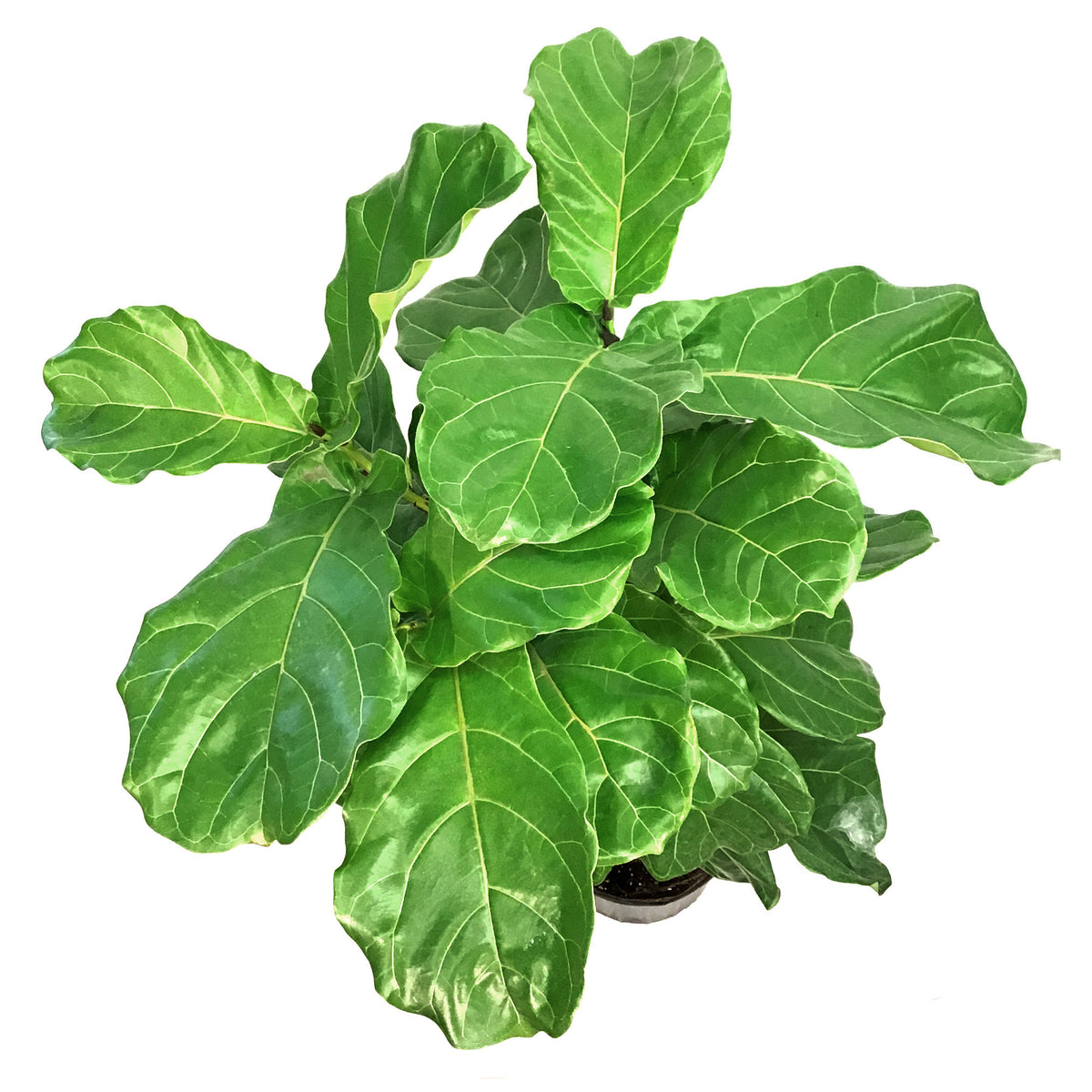 Ficus, 10in, Lyrata Little Fiddle Standard