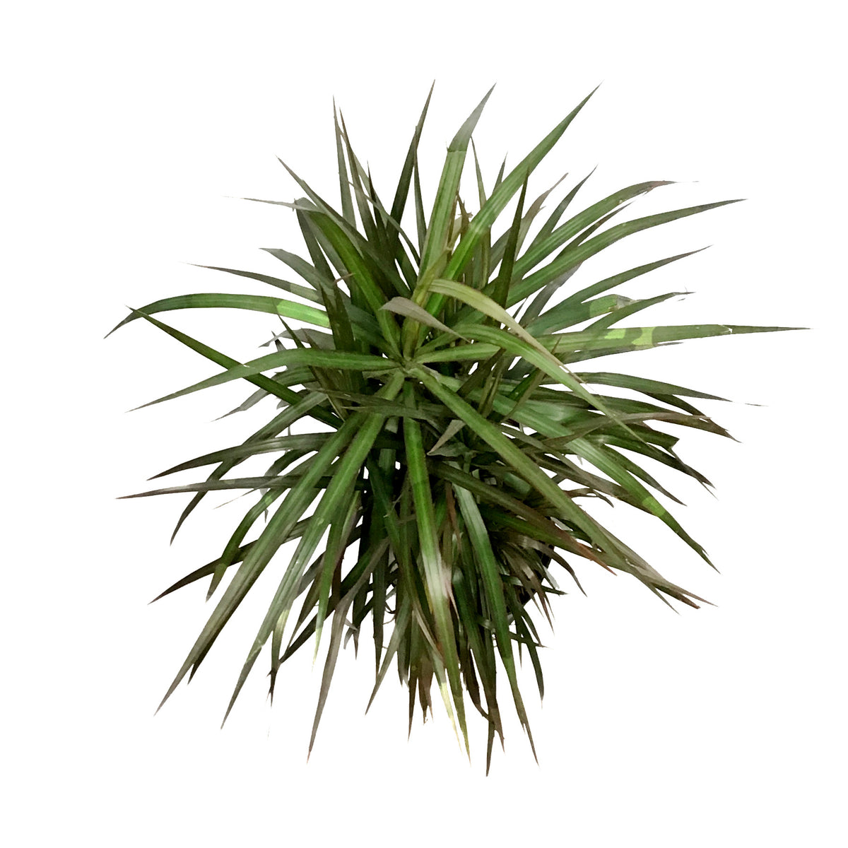 Dracaena, 10in, Magenta Cane Multi