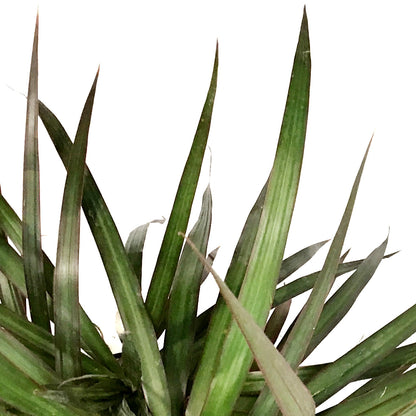 Dracaena, 10in, Magenta Cane Multi