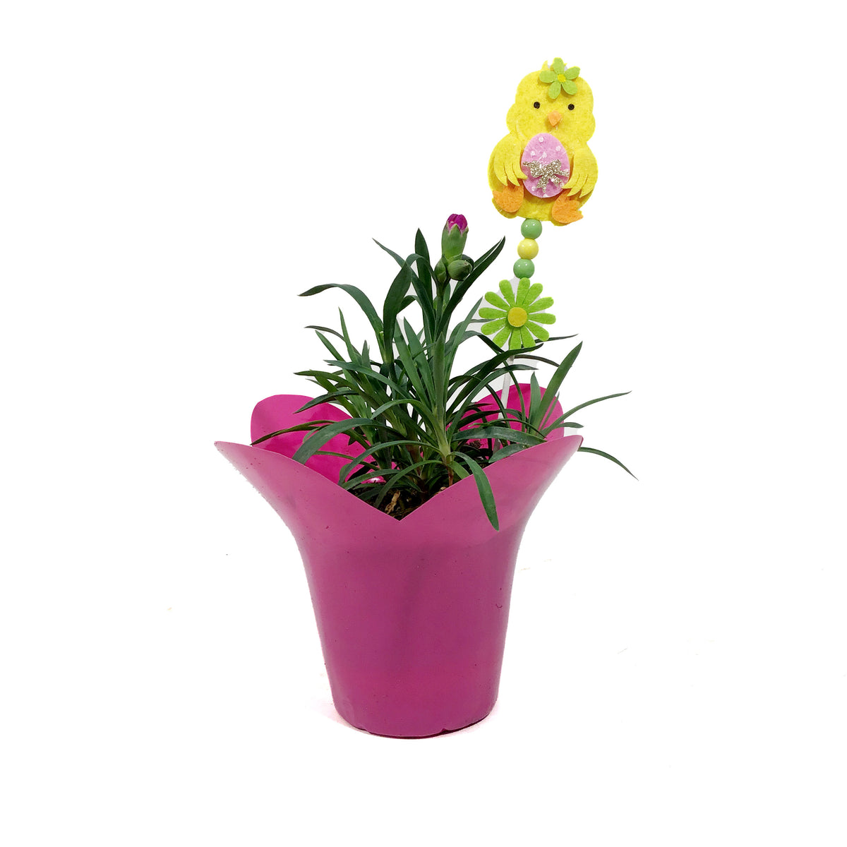 Dianthus, 4in, DiaDeur Pink & Red w/ Easter Pick