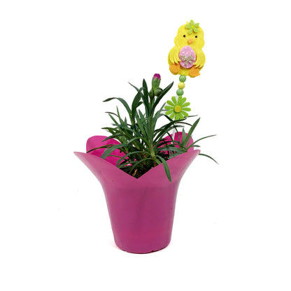 Dianthus, 4in, DiaDeur Pink & Red w/ Easter Pick