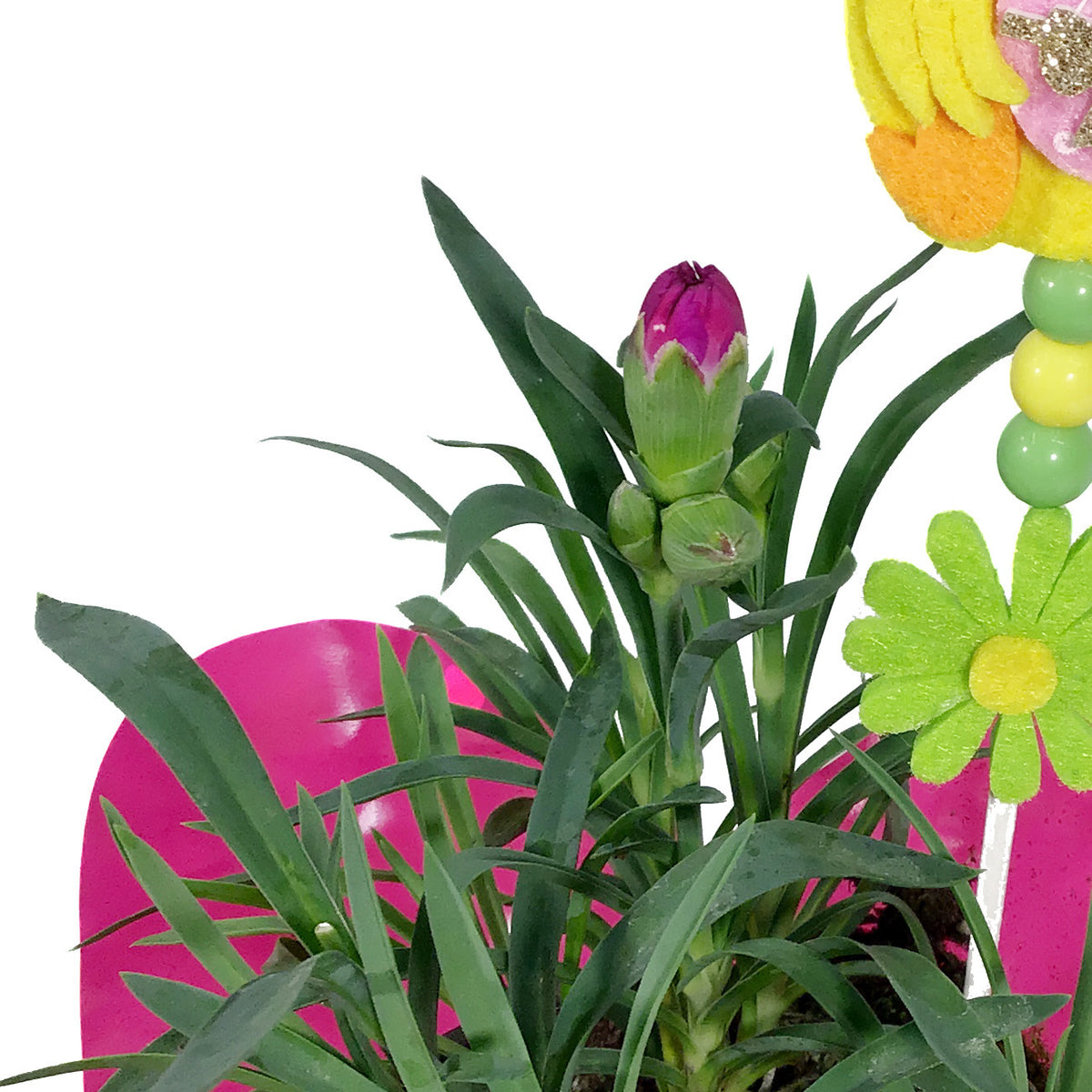 Dianthus, 4in, DiaDeur Pink & Red w/ Easter Pick