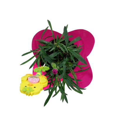 Dianthus, 4in, DiaDeur Pink & Red w/ Easter Pick