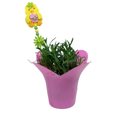Dianthus, 4in, Early Love w/ Easter Pick