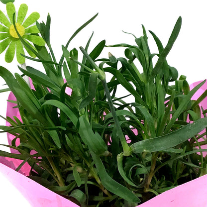 Dianthus, 4in, Early Love w/ Easter Pick
