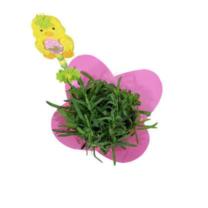 Dianthus, 4in, Early Love w/ Easter Pick
