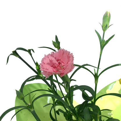 Dianthus, 4in, Everlast, Pink/White w/ Easter Pick