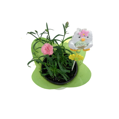 Dianthus, 4in, Everlast, Pink/White w/ Easter Pick