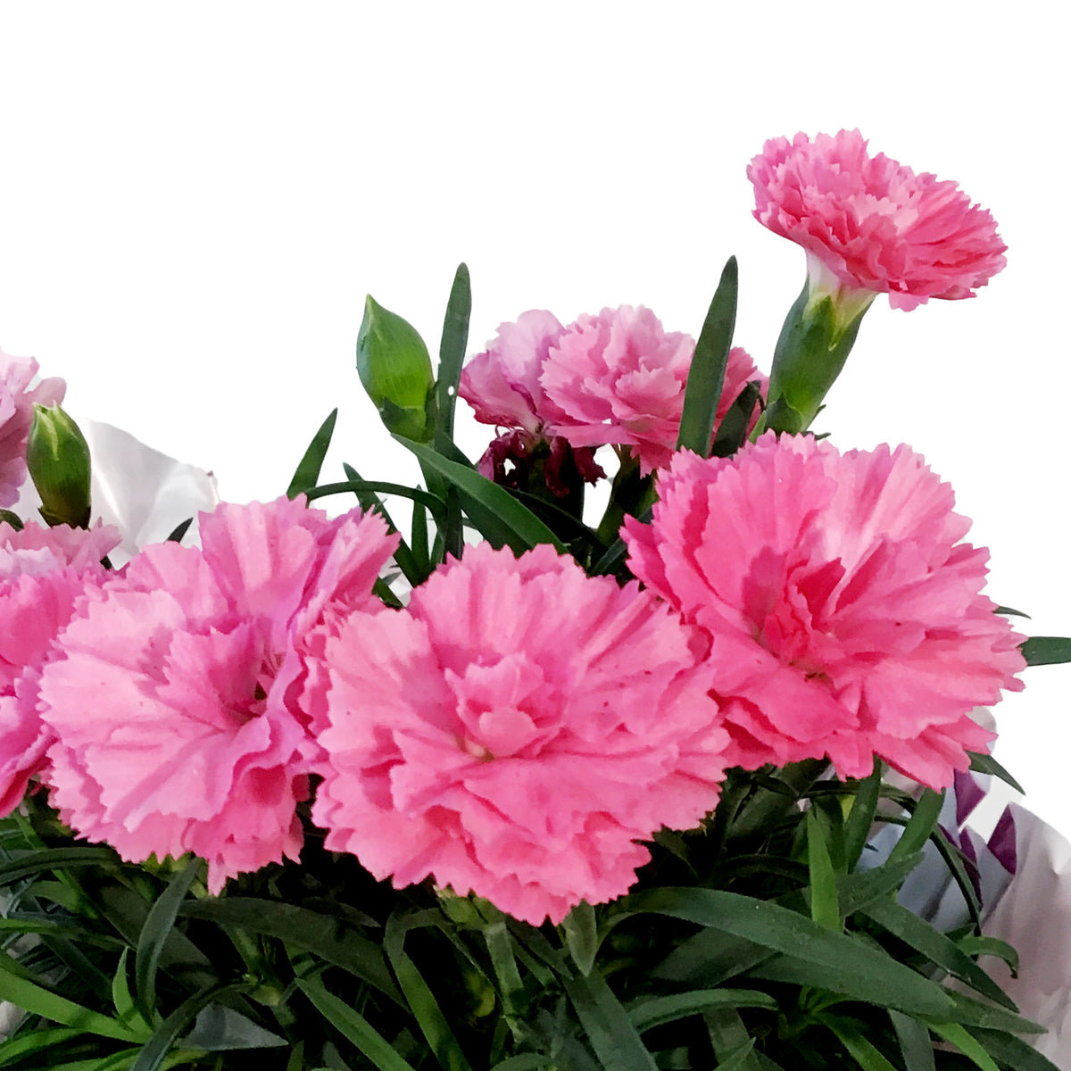 Dianthus, 4in, I Love You w/ Pot Cover