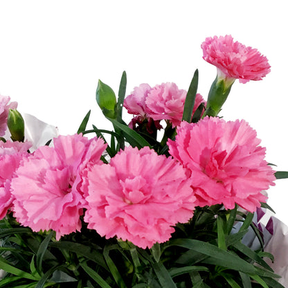 Dianthus, 4in, I Love You w/ Pot Cover