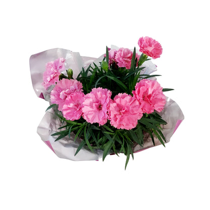 Dianthus, 4in, I Love You w/ Pot Cover