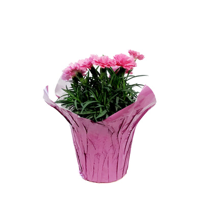 Dianthus, 4in, I Love You w/ Pot Cover
