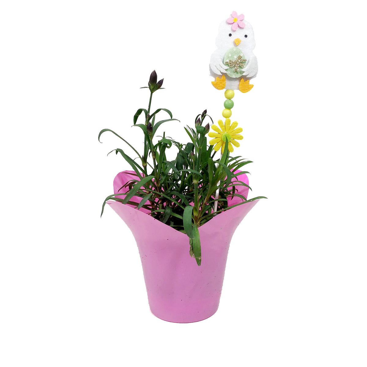Dianthus, 4in, Scully w/ Easter Pick