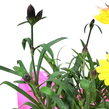 Dianthus, 4in, Scully w/ Easter Pick