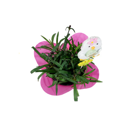 Dianthus, 4in, Scully w/ Easter Pick