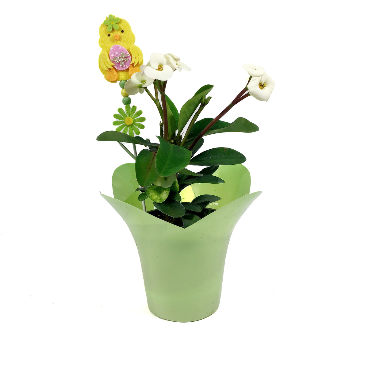 Euphorbia, 4in, Maxi Aphrodite w/ Easter Pick
